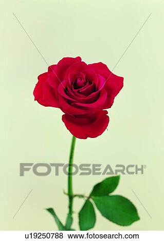 , leaf, red, green, plant, flower View Large Photo Image Stock Photo - , leaf, red, green, plant, flower. Fotosearch