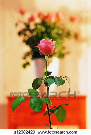 , leaf, rose, flower, vase, cabinet, wall View Large Photo Image Stock Photo - , leaf, rose, flower, vase, cabinet, wall. Fotosearch