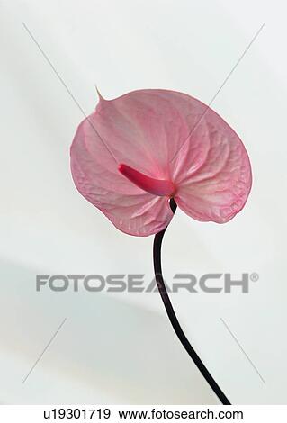 , pink, anthurium, flower, background, plant View Large Photo Image Stock Photo - , pink, anthurium, flower, background, plant. Fotosearch