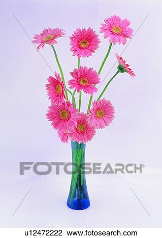 , pink, background, water, plant, flower View Large Photo Image Stock Image - , pink, background, water, plant, flower. Fotosearch
