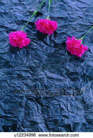 pink, carnation, flower, plant, paper, Mother's Day, colorful View Large Photo Image Stock Photograph - pink, carnation, flower, plant, paper, Mother's Day, colorful. Fotosearch