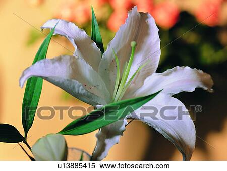 Stock Photography - pistil, flower, plant, lily, leaf, colorful. Fotosearch