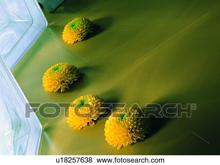 , plant, flower, chrysanthemum, ground, glass decoration View Large Photo Image Stock Photo - , plant, flower, chrysanthemum, ground, glass decoration. Fotosearch