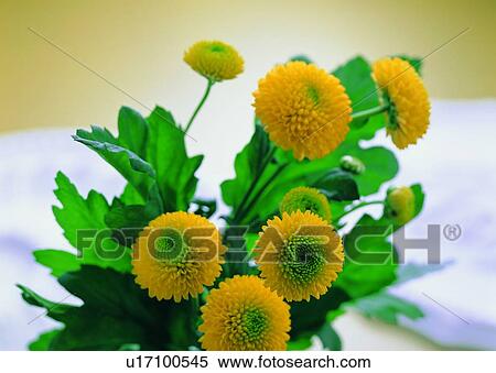 , plant, flower, chrysanthemum, yellow, leaf View Large Photo Image Stock Photography - , plant, flower, chrysanthemum, yellow, leaf. Fotosearch