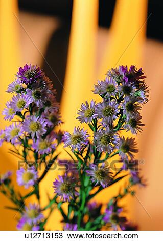 Stock Image - , plant, flower, daisy, purple. Fotosearch