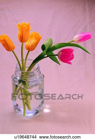 , plant, flower, glass bottle, water, tulip View Large Photo Image Picture - , plant, flower, glass bottle, water, tulip. Fotosearch