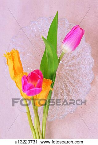 Stock Image - , plant, flower, glass bowl, tulip, pink. Fotosearch