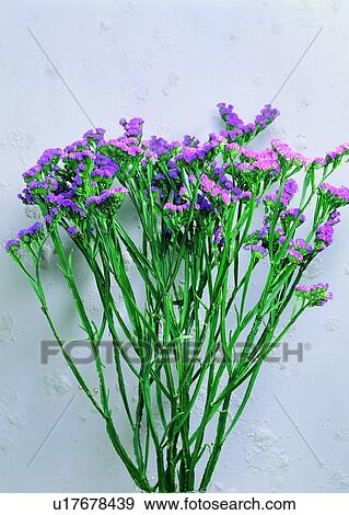 , plant, flower, ground, purple View Large Photo Image Stock Photo - , plant, flower, ground, purple. Fotosearch