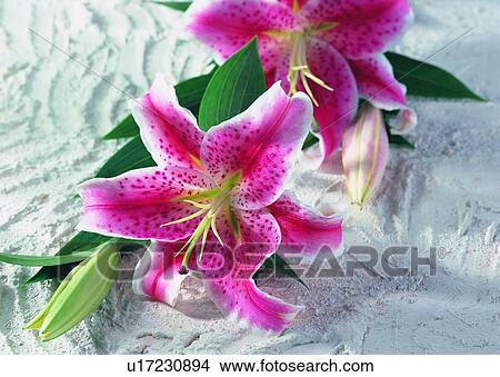Picture - , plant, flower, lily, leaf, ground. Fotosearch