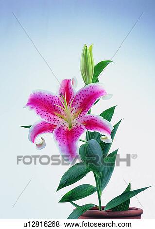 Stock Photo - , plant, flower, lily, pink, leaf. Fotosearch