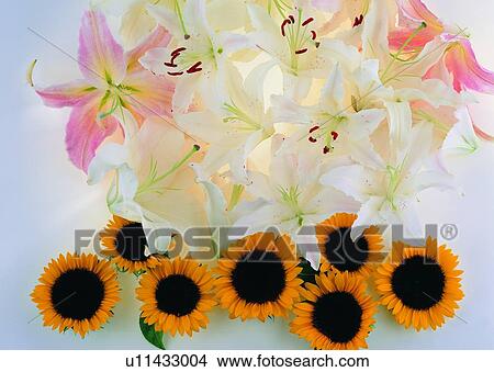 Picture - , plant, flower, lily, sun flower, leaf. Fotosearch
