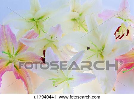 Stock Image - , plant, flower, lily, white, pink. Fotosearch