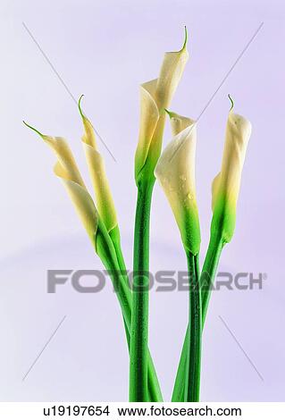 Picture - , plant, flower, narcissus, white, background. Fotosearch
