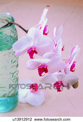 , plant, flower, orchid, glass water, water View Large Photo Image Stock Image - , plant, flower, orchid, glass water, water. Fotosearch