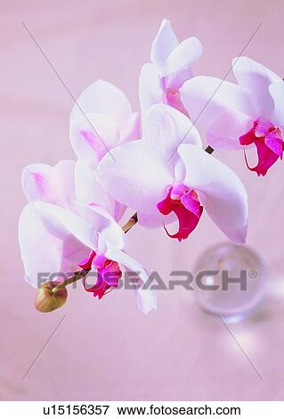 Stock Photo - , plant, flower, orchid, white, marble. Fotosearch