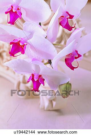 , plant, flower, orchid, white, sculpture View Large Photo Image Picture - , plant, flower, orchid, white, sculpture. Fotosearch