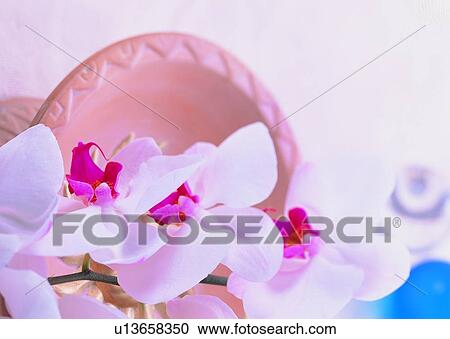, plant, flower, orchid, white, vase View Large Photo Image Stock Image - , plant, flower, orchid, white, vase. Fotosearch