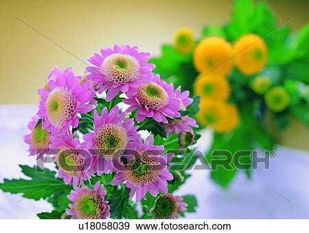 Stock Photo - , plant, flower, pink, leaf, sun flower. Fotosearch