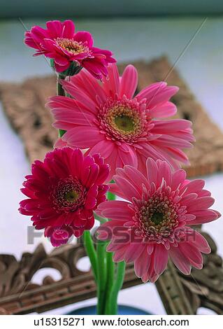 Stock Image - , plant, flower, pink, wooden frame, red. Fotosearch