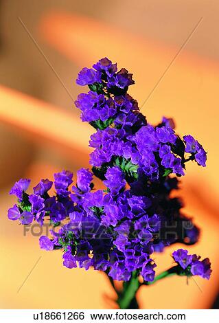 Stock Photograph - , plant, flower, purple. Fotosearch