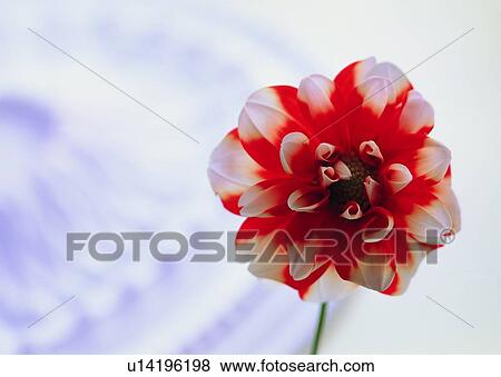 , plant, flower, red, white, pistil View Large Photo Image Stock Photo - , plant, flower, red, white, pistil. Fotosearch