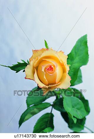 Stock Image - , plant, flower, rose, yellow, leaf. Fotosearch