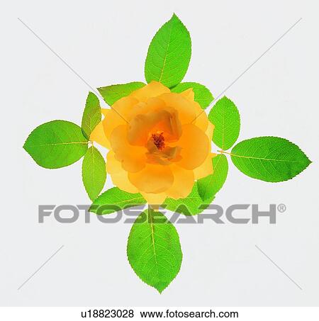 , plant, flower, rose, yellow, leaf View Large Photo Image Stock Photo - , plant, flower, rose, yellow, leaf. Fotosearch
