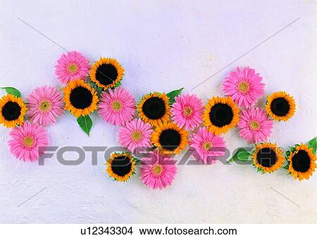 Picture - , plant, flower, sun flower, leaf, ground. Fotosearch