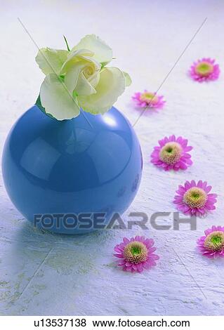 , plant, flower, sun flower, pink, white View Large Photo Image Stock Photo - , plant, flower, sun flower, pink, white. Fotosearch