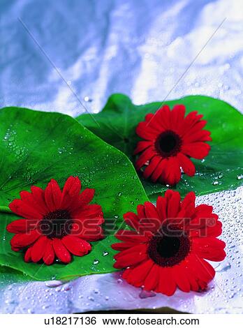 Stock Photograph - , plant, flower, sun flower, red, leaf. Fotosearch