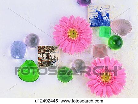 , plant, flower, sun flower, sea shell, stone View Large Photo Image Stock Photography - , plant, flower, sun flower, sea shell, stone. Fotosearch