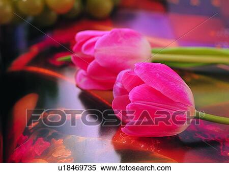 Stock Photography - , plant, flower, table, pink, tulip. Fotosearch