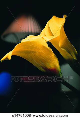 , plant, flower, trumpet flower, yellow, lamp View Large Photo Image Stock Photo - , plant, flower, trumpet flower, yellow, lamp. Fotosearch