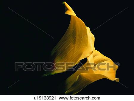 Stock Image - , plant, flower, trumpet flower, yellow. Fotosearch