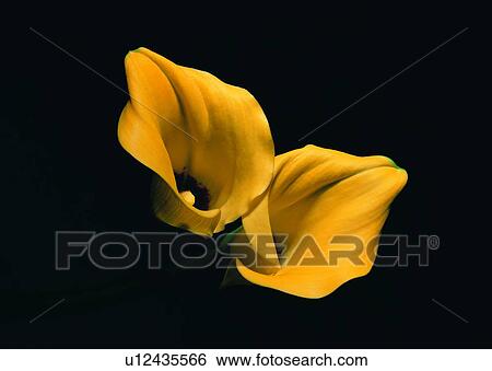 Stock Photograph - , plant, flower, trumpet flower, yellow. Fotosearch