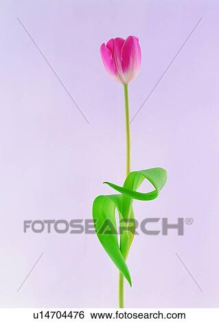 Stock Photograph - , plant, flower, tulip, pink, leaf. Fotosearch