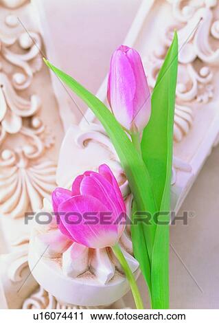 , plant, flower, tulip, pink, sculpture View Large Photo Image Stock Image - , plant, flower, tulip, pink, sculpture. Fotosearch