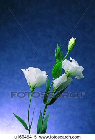 Stock Photography - , plant, flower, white, leaf, green. Fotosearch