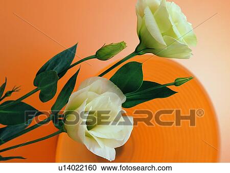 , plant, flower, white, rose green, leaf View Large Photo Image Stock Image - , plant, flower, white, rose green, leaf. Fotosearch