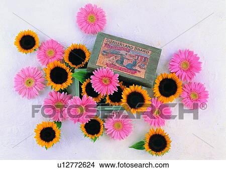 , plant, flower, wooden box, sun flower, leaf View Large Photo Image Picture - , plant, flower, wooden box, sun flower, leaf. Fotosearch