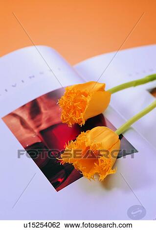 Stock Image - , plant, flower, yellow, book. Fotosearch