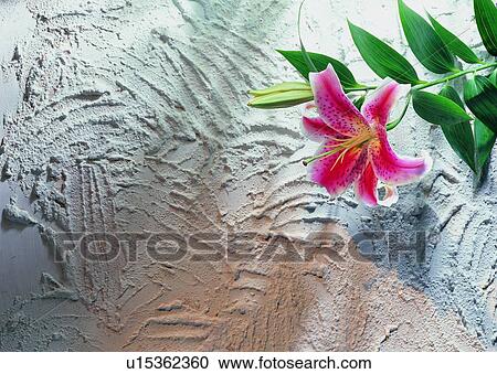 Stock Image - , plant, lily, flower, leaf, ground. Fotosearch