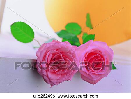 Stock Photography - , plant, pink, rose, green, flower. Fotosearch