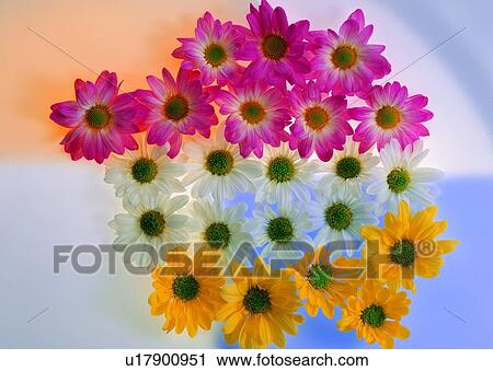 Stock Image - , plant, pink, white, sun flower, flower. Fotosearch