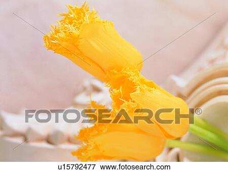 Stock Photo - , plant, yellow, flower, background. Fotosearch