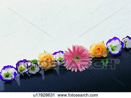 rose, flower, plant, background, sun flower, colorful View Large Photo Image Stock Image - rose, flower, plant, background, sun flower, colorful. Fotosearch