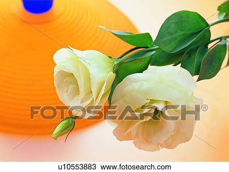 Stock Image - , rose green, flower, yellow, white, lamp. Fotosearch