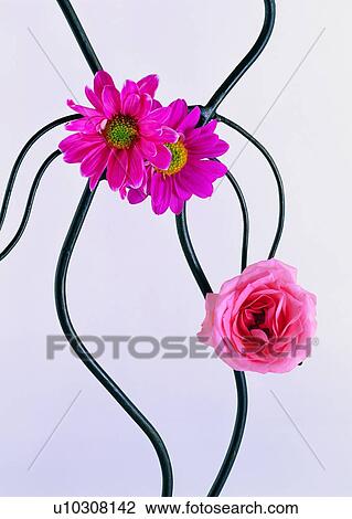 Stock Image - , sun flower, rose, plant, flower, iron piece. Fotosearch