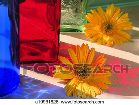 , sun flower, sun light, flower, plant, shadow View Large Photo Image Stock Photograph - , sun flower, sun light, flower, plant, shadow. Fotosearch