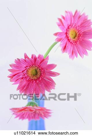 Picture - , sun flower, water drop, vase, pink, flower. Fotosearch